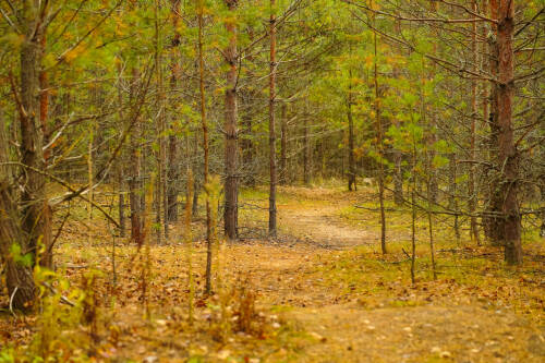 Жители России могут предложить уникальные деревья для внесения в национальный реестр