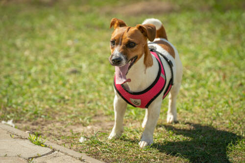 Первые семь площадок для выгула собак по ГОСТу открыли в Татарстане