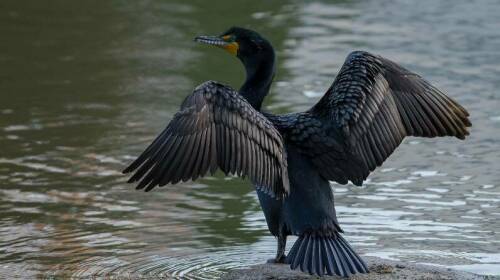 Исследователь из КФУ сообщил о вреде баклана для местной фауны