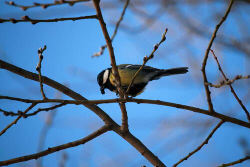 Ученый КФУ призвал жителей Казани подкармливать синиц салом и семечками
