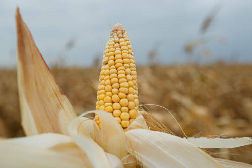 В Татарстане еще не убран урожай технических культур с 114 тыс. гектаров