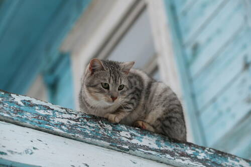 Общественник Иванов напомнил подкармливать бездомных животных зимой