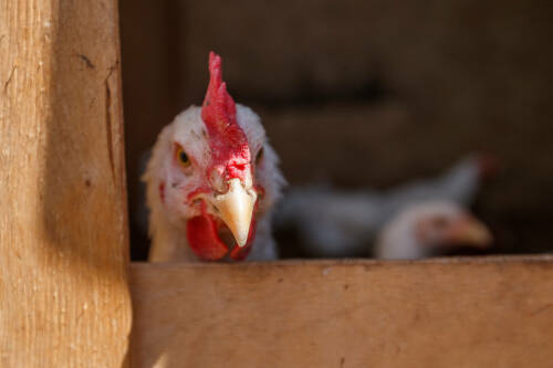 «Опасения напрасны»: эксперты оценили риски строительства птицефабрики в Пестрецах