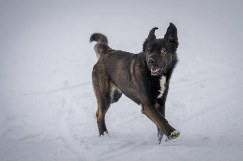 Кинолог посоветовал надевать обувь на лапы собак зимой для защиты от реагентов и мороза