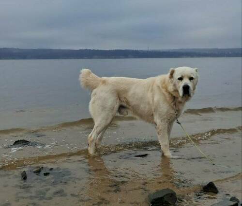 «Устал ждать уже!»: Минниханов выложил фотографию пса Акдуса, тоскующего по зиме