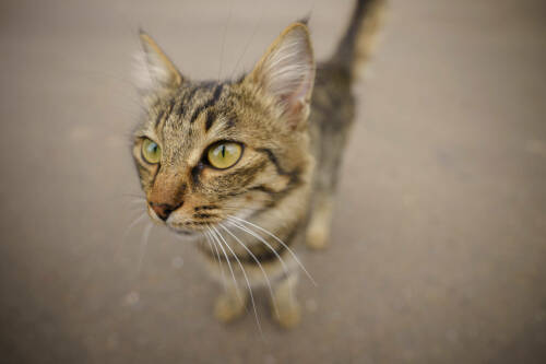 Ветеринар Уражевский объяснил, почему кошка не ест кусочки мяса во влажном корме