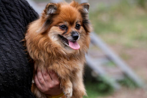 Кинолог объяснил, что пережитый голод может вызвать у собак проблемы с пищевым поведением