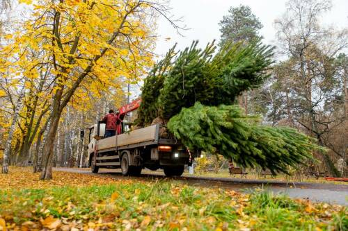 Парк Урицкого будет зеленее: при строительстве спортманежа в «Тасме» высадят 150 деревьев