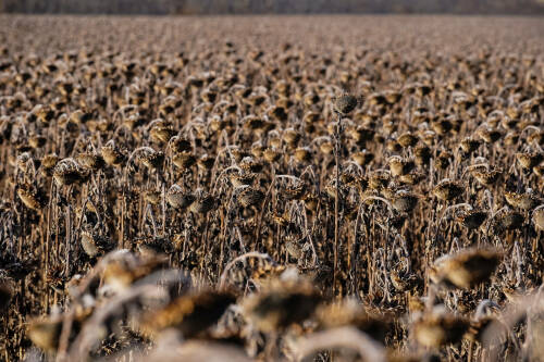 В Татарстане еще не убрано 46 тыс. гектаров технических культур