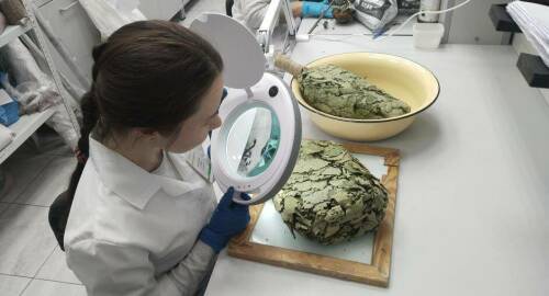 Татарстанские специалисты исследовали партию дубовых веников для отправки в Швейцарию