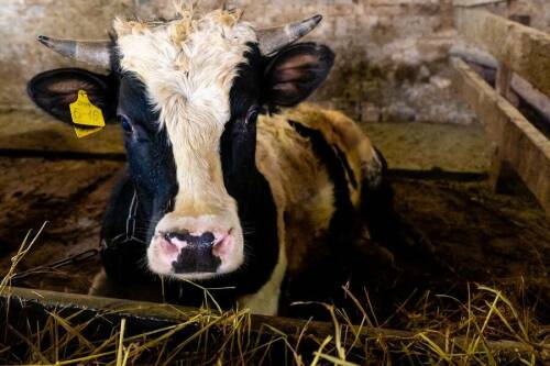 Баязитов: Снижение цен на молоко и рост себестоимости могут замедлить инвестпроекты