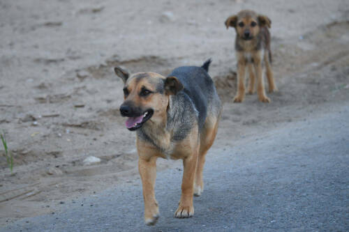 Преданы и забыты: почему собаки сбиваются в стаи и становятся угрозой для людей