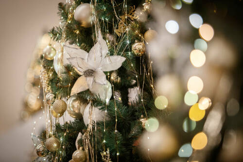 Роспотребнадзор назвал лучшее время для покупки новогодней елки