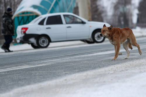 «Они нападают на детей»: татарстанцы требуют ужесточить контроль за бездомными собаками