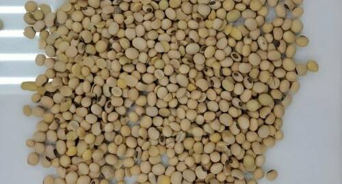 Объем исследованной татарстанскими специалистами сои вырос почти в 4 раза