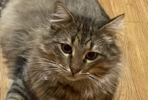 «Дикий, ты теперь дома»: боец спас кота на СВО и привез его в Лениногорск