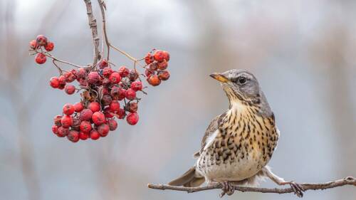 Из-за теплой зимы дрозды остались зимовать в Татарстане