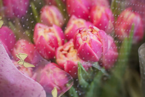 Россиянам рассказали, как выбрать цветы к 8 Марта