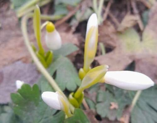 В исторической части Казанского зооботсада зацвели подснежники