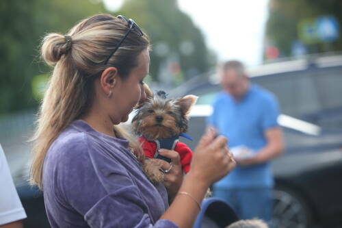 Минниханов подписал закон о штрафах за отсутствие регистрации собак