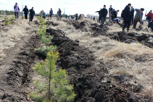 В Пестречинском районе РТ посадили около 3,5 тыс. сосен и елей в честь героев войны