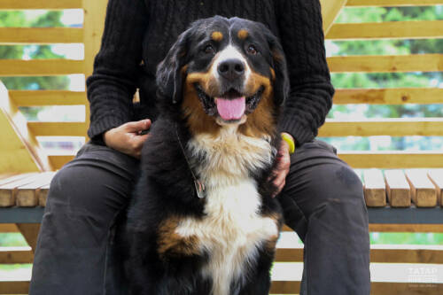 Обязательная выездная регистрация домашних животных и бесплатная вакцинация от бешенства