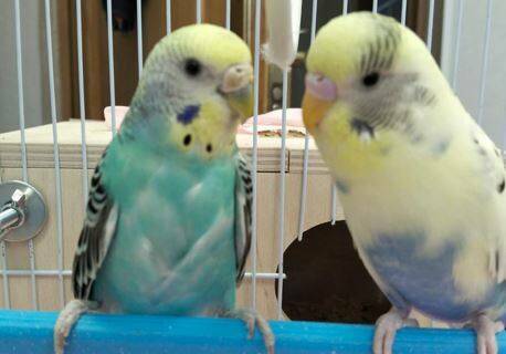 Попугаи в Органном зале Челнов: пернатые меломаны очаровали сотрудников и зрителей