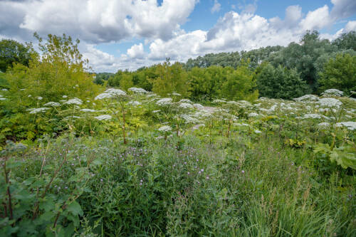 Борьбу с борщевиком в Казани оценили в 4 млн рублей