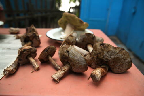 С начала года в Казани зафиксировано семь случаев отравления грибами