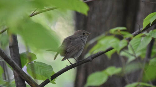 В Казани проходит акция «Соловьиные вечера» с участием орнитологов КФУ