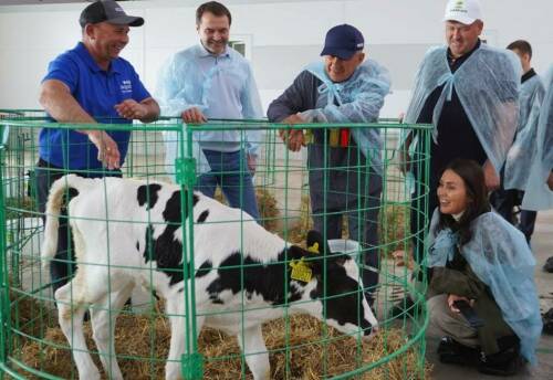 Минниханов понаблюдал за теленком на молочно-товарном комплексе в Кайбицком районе