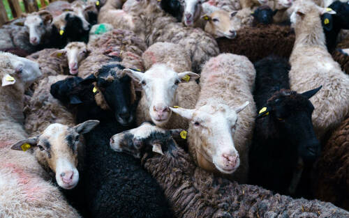 Чай с хазратом: «Баран должен быть совершенен»