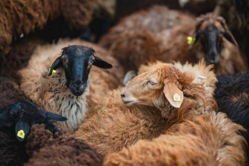 В Татарстане в Курбан-байрам в 2025 году принесено в жертву более 11 тысяч голов скота