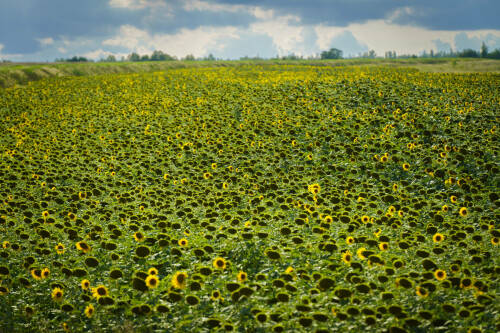 Зяббаров: Увеличение площадей масличных культур дополнительно принесет 2 млрд рублей