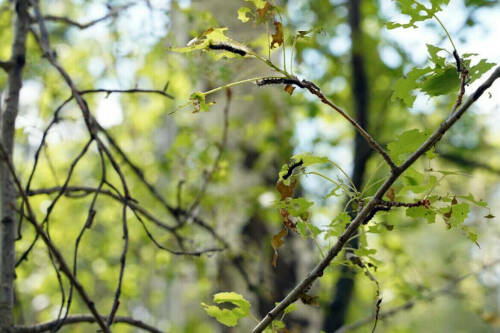 Казань столкнулась с нашествием гусениц горностаевой моли