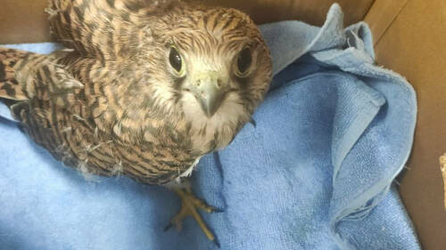 Жители Казани спасли раненую пустельгу