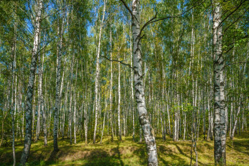 На сохранение лесов в Татарстане по нацпроекту направят более 111 млн рублей