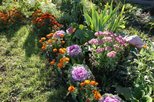 Агроном Воробьев: Неправильный полив может привести к увяданию растений