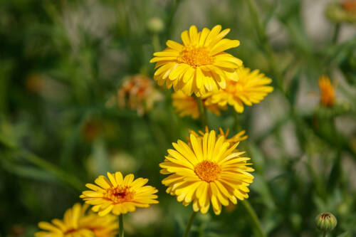 В Татарстане 13 июля ожидается до +29 градусов, без осадков