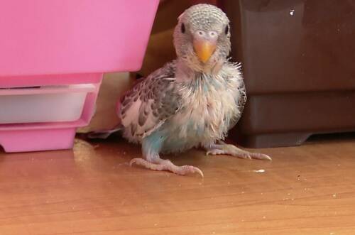 В Органном зале Челнов – пополнение: у попугаев Шурочки и Кеши появились птенцы