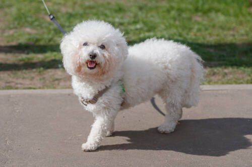 Ветеринария Татарстана напомнила об обязательном чипировании собак