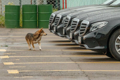 В Казани собираются создать 15 новых платных парковок