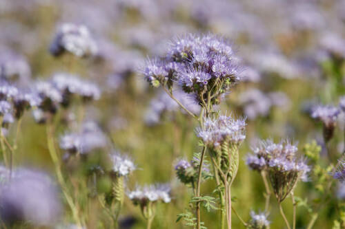 В Татарстане 10 июля ожидаются кратковременные дожди и до +34 градусов