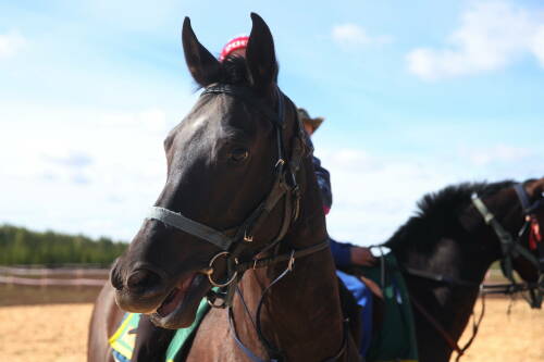 Праздник «День коня» отметят в Арском районе РТ