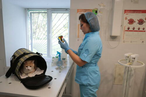 Ветеринар назвала эффективные способы защиты животных от клещей