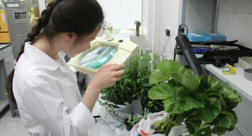 Специалисты Татарстана выявили более 100 тонн импортной продукции, зараженной вредителями