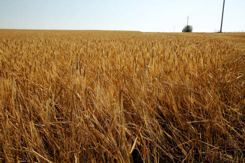 За год в Татарстане плодородие почв заметно уменьшается на 20 тыс. гектаров