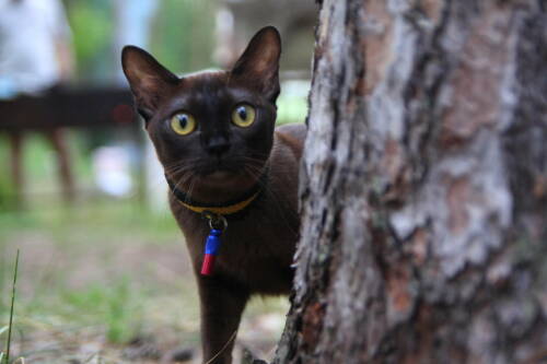 Бесплатно привить питомцев от бешенства можно будет в четырех поселках Казани в выходные