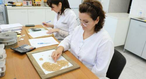 ЦОК АПК: Тритикале, выращиваемый в РТ, устойчив к погодным условиям и вирусам