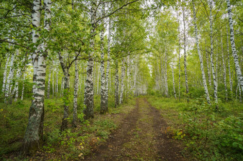 Штормовое предупреждение из-за высокой пожарной опасности лесов объявили в Татарстане